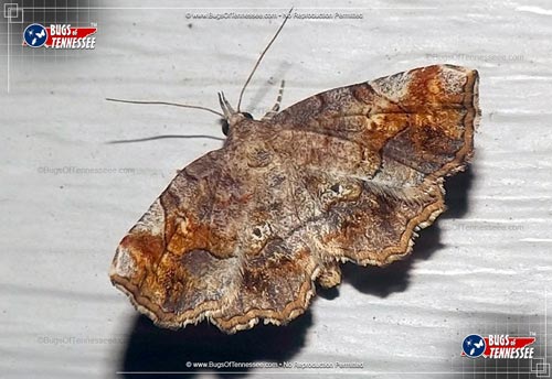 Image of an adult Decorated Owlet Moth flying insect at rest, wings open showing full detail.