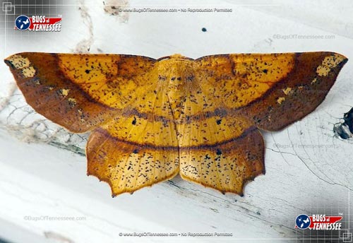 Image of an adult Deep Yellow Euchlaena Moth flying insect, wings open, showing full detail.