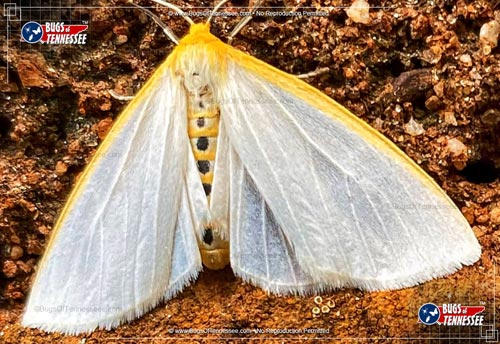 Image of an adult Delicate Cycnia Moth at rest, showing detail.