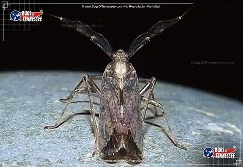 Image of an adult Delphacid Planthopper insect at rest.