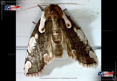 Image of an adult Dogwood Thyatirin Moth flying insect at rest showing detail.