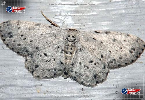 Image of an adult Dotted Grey Moth at rest; wings open showing detail.
