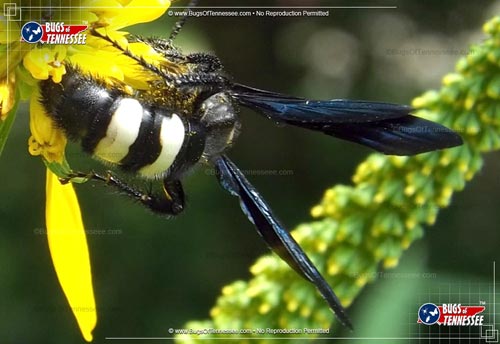 Image of an adult Double-banded Scoliid Wasp flying insect in the garden.