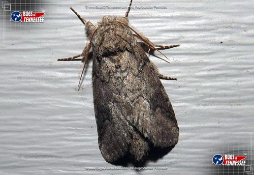 Image of an adult Double-lined Prominent Moth flying insect at rest, wings closed.