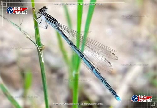 Image of an adult Double-striped Bluet Damselfly flying insect at rest on a reed.