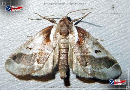 Image of an adult Doubledays Bailya Moth at rest with wings open, exposing pattern.