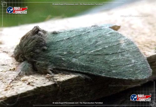 Image of a Drab Prominent Moth flying insect at rest.
