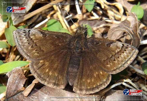 Image of an adult Dreamy Duskywing Butterfly at rest, wings open, showing detail.