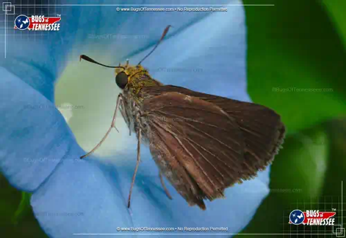 Image of an adult Dun Skipper flying insect at rest, wings folded over.