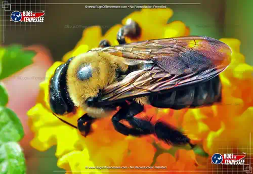 Image of an adult Eastern Carpenter Bee at work.