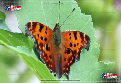 Image of an adult Eastern Comma Butterfly insect at rest.