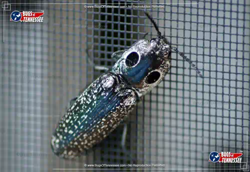 Top down image of an Eastern Eyed Click Beetle insect at rest.