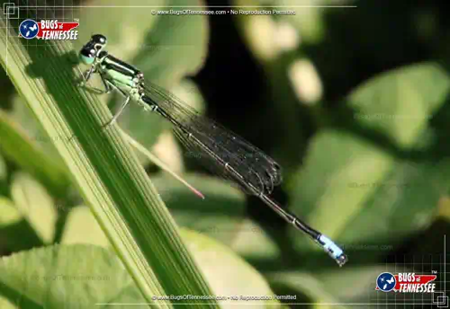 Image of an adult Eastern Forktail Damselfly flying insect in the garden.