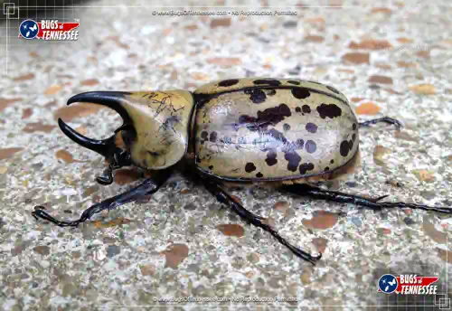 Image of an adult Eastern Hercules Beetle at rest.