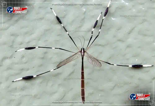 Detailed image of an Eastern Phantom Cranefly flying insect.