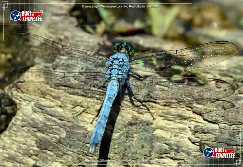 Image of an adult Eastern Pondhawk Dragonfly at rest showing full detail.