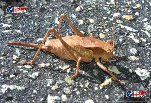 Image of an adult Eastern Shieldback Katydid insect in full detail.