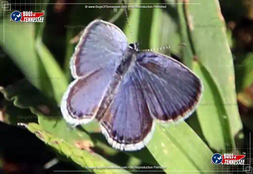 Image of an adult Eastern-tailed Blue Butterfly flying insect in action.