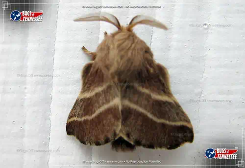 Image of an adult Eastern Tent Caterpillar Moth at rest, wings closed.