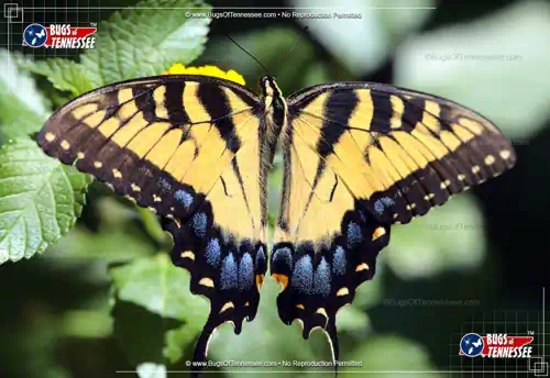 Image of an adult Eastern Tiger Swallowtail Butterfly at rest, wings open, showing detail.