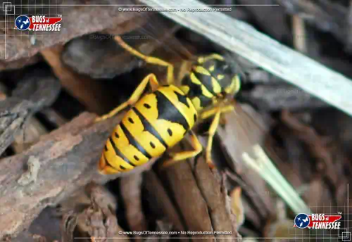 Image of a Queen Eastern Yellowjacket Wasp on the ground.