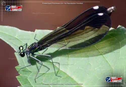 Image of an adult Ebony Jewelwing Damselfly flying insect at rest.