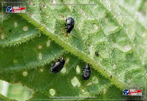 Image of a collection of Eggplant Flea Beetles on a plant.