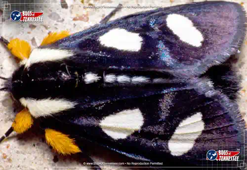 Close up detailed image of an Eight-spotted Forester Moth at rest.