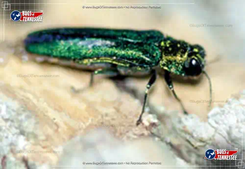 Image of an Emerald Ash Borer beetle in detail.