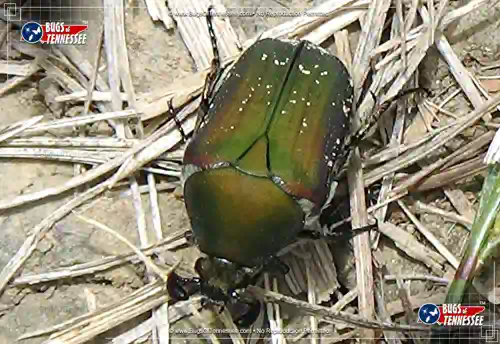 Detailed image of an adult Emerald Euphoria Beetle the ground.