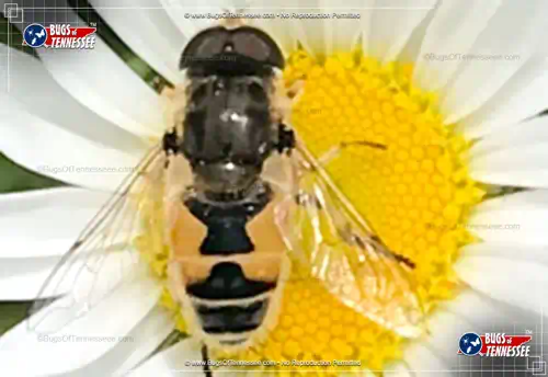 Image of an adult European Drone Fly flying insect at rest on a flower.