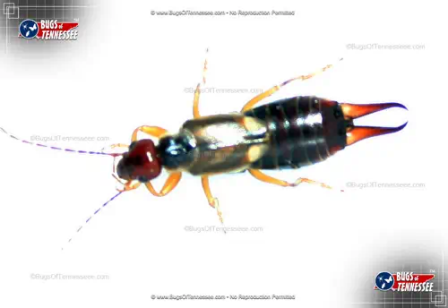 Image of an adult European Earwig crawling insect.
