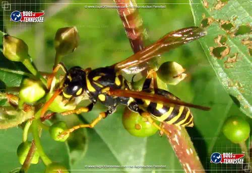 Image of an adult European Paper Wasp on a plant.