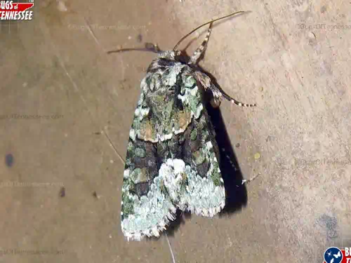 Image of an adult Explicit Arches Moth at rest, wings closed.
