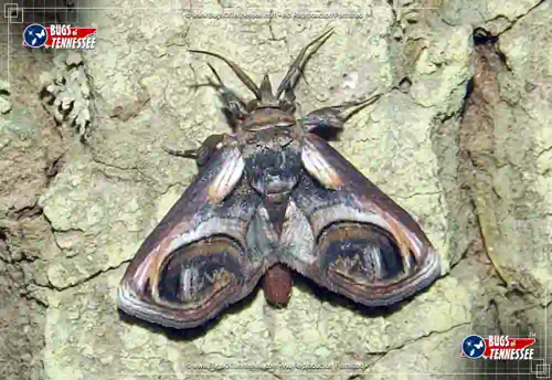 Image of an adult Eyed Paectes moth at rest, wings open.