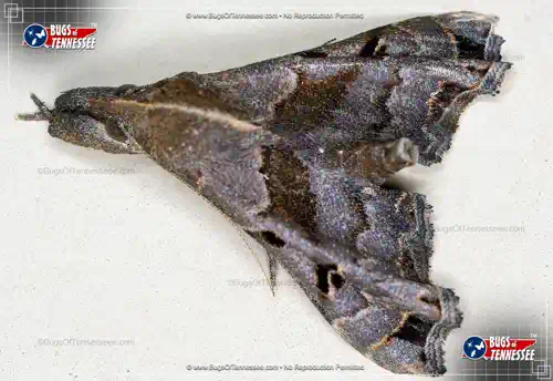 Image of an adult Faint-spotted Palthis Moth flying insect at rest, showing wing pattern and color.