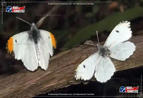 Image of a pair of adult Falcate Orangetip Butterflies at rest.