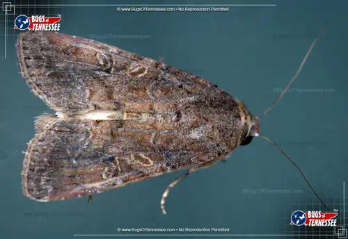 Image of an adult Fall Armyworm Moth at rest, wings closed, showing detail.