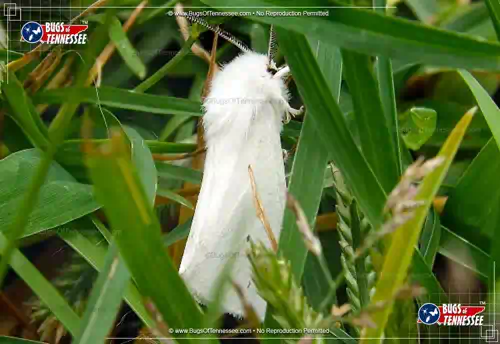Image of an adult Fall Webworm Moth at rest on a reed.