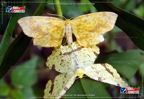 Image of a pair of mating False Crocus Geometer Moths.