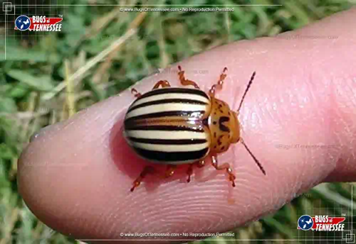Image of a False Potato Beetle on a fingertip showing true size.