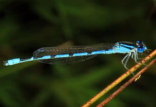 Image of an adult Familiar Bluet Damselfly flying insect at rest.