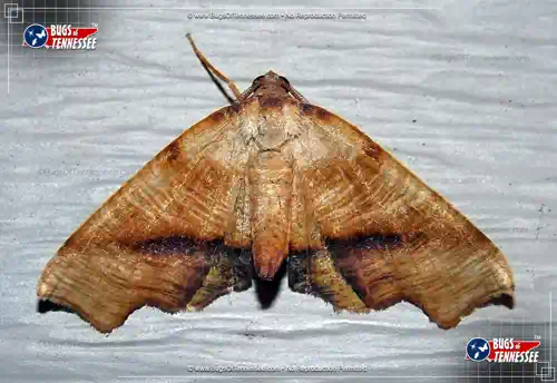Image of a Fervid Plagodis Moth with wings extended showing full detail.
