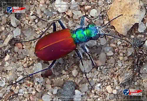 Image of an adult Festive Tiger Beetle showing detail.