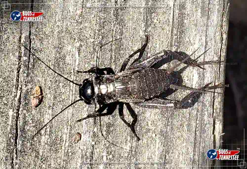 Image of an adult Field Cricket jumping insect at rest showing detail.