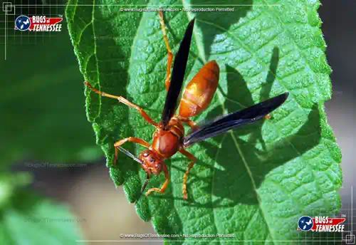 Image of an adult Fine-backed Red Paper Wasp at rest on a leaf showing detail.