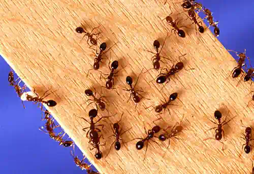 Image of a cluster of Fire Ants at work
