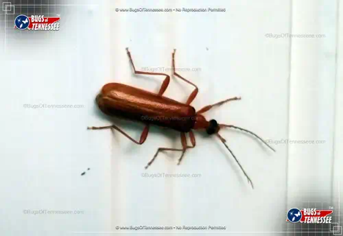 Image of a Fire-colored Beetle indoors crawling on twimwork.