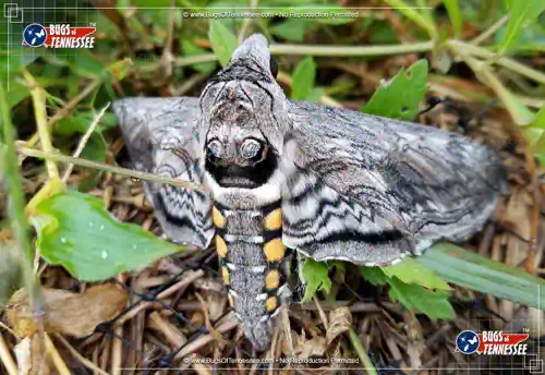 Close-up detailed photograph of the Five-spotted Hawk Moth flying insect showing clear details.