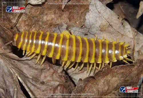 Photograph of a Pleuroloma Flat-backed Millipede along the ground showing clear detail.